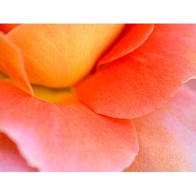 Plakát, Obraz - Colorful Rose Petal, Katie Plies, 40 × 30 cm
