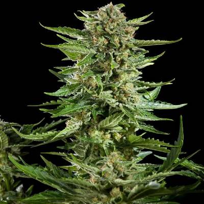 Philosopher Seeds Cheesy AUTO semena neobsahují THC 5 ks