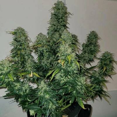 Monkey Genetics Sherbet Auto Blast semena neobsahují THC 3 ks