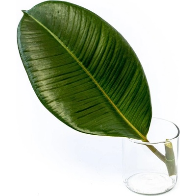 Gardners Ficus elastica Robusta - řízek k zakořenění Fíkovník pryžodárný, Fíkovník, Gumovník