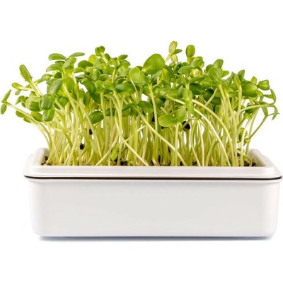 Toraf Microgreens semínka na klíčky Slunečnice 20 g