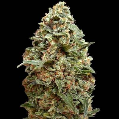 Advanced Seeds Afghan Skunk semena neobsahují THC 1 ks