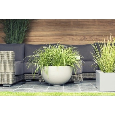 Ostrica japonská s bielym okrajom FloraSelf Carex morrowii 'Ice Dance' 5-20 cm kvetináč 14 cm