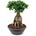 Ficus microcarpa ginseng 50/90cm