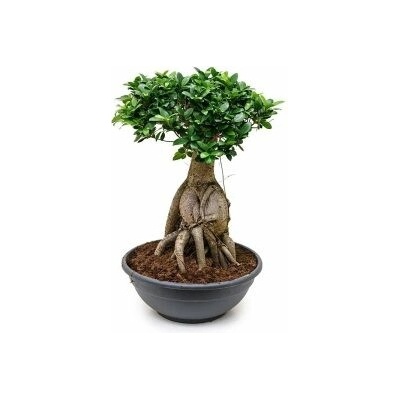 Ficus microcarpa ginseng 50/90cm