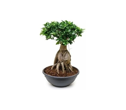 Ficus microcarpa ginseng 50/90cm