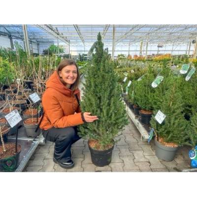 Smrek biely (Picea glauca) ´PERFECTA´ – výška 60-80 cm, kont. C5L