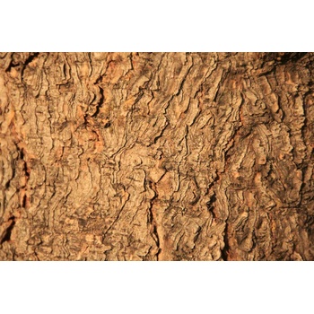 DIMEX ART s. r. o Флизелинов фототапет текстура на дърво 375 x 250 см