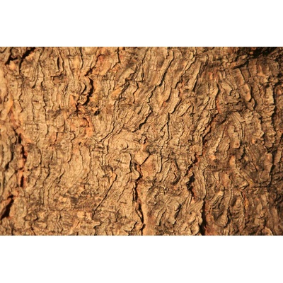 DIMEX ART Флизелинов фототапет текстура на дърво 375 x 250 см