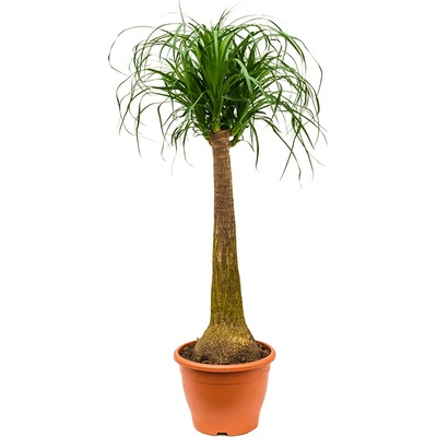 Nolina Prodej (Nolina recurvata, světlé stanoviště, Tento druh) Nolina Prodej