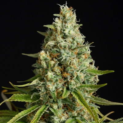 AmnesiaSilent Seeds Lemon semienka neobsahujú THC 3 ks