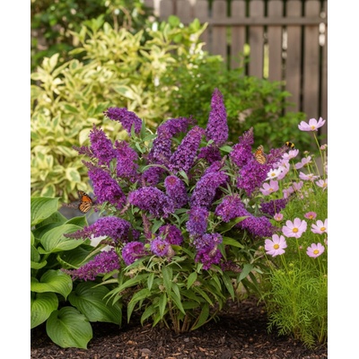 Zakrpatený motýlí ker 'Candy Little Purple'