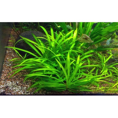 Echinodorus quadricostatus