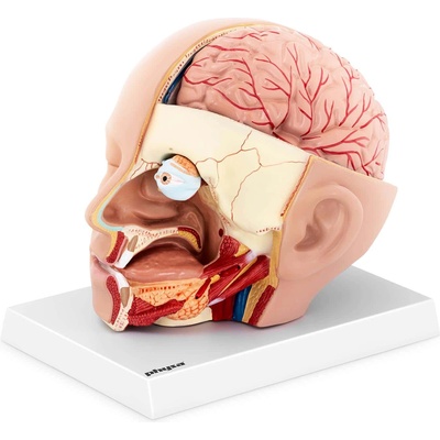 Physa Модел на череп - разглобява се на 4 части - оригинален размер (phy-hm-5)