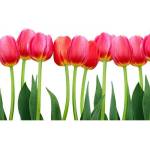DIMEX ART Флизелинов фототапет лала 375 x 250 см