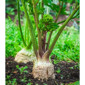 BIO zeler buľvový Mars - Apium graveolens - bio semená zelera - 20 ks