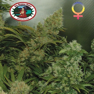 Big Buddha Seeds Bubble Cheese semienka neobsahujú THC 5 ks