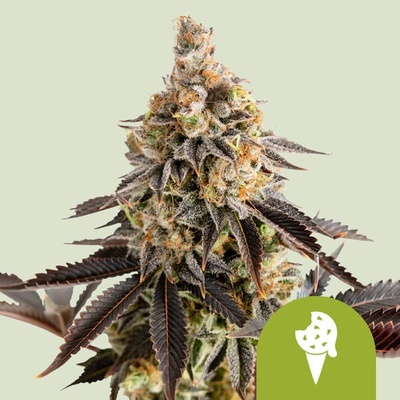Royal Queen Seeds Cookies Gelato Automatic semienka neobsahujú THC 1 ks