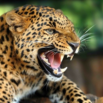 Pohlednice 3D - Leopard