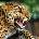 Pohlednice 3D - Leopard