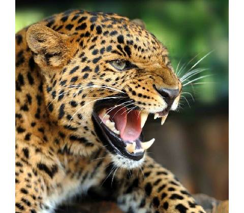 Pohlednice 3D - Leopard