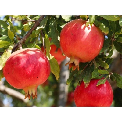 Granátové jablko Crimson Sky 30-50cm, kont. 2 l