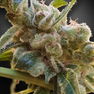 Paradise Seeds CBDrelax semienka neobsahujú THC 3 ks