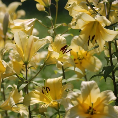 Lilie Honeymoon Lilium cibule lilie 1 ks
