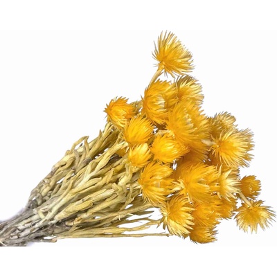 Sušené kvety slamienky Helichrysum Vestitum 50g - svetlé oranžové