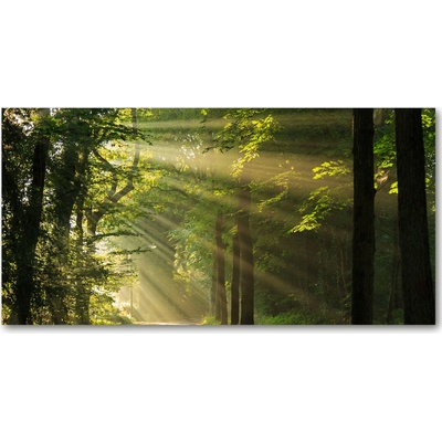 Fotoobraz na skle les slnko 100x50 cm