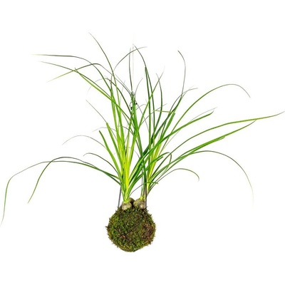 Gardners Kokedama Nolina (L) Nolina, Sloní noha, Bokarnea 1 ks