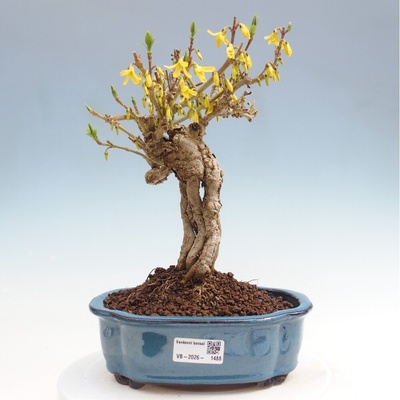 e-bonsai Venkovní bonsai - Zlatice - Forsythia koreana