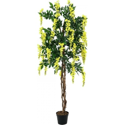 Vistárie žlutá, 150 cm
