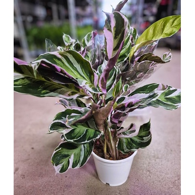 CALATHEA FUSION WHITE 14/40cm