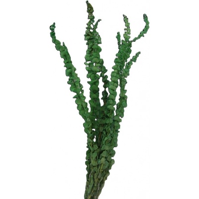 Eucalyptus baby stabilizovaný bělený + světle zelená, 10 ks
