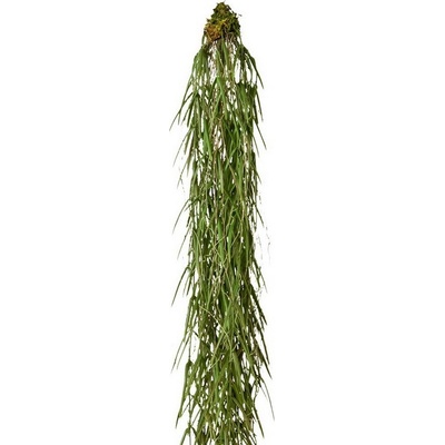 Hoya popínavá rastlina, 120cm