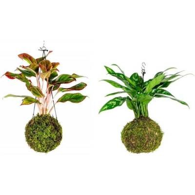 Gardners Set Kokedam Aglaonemy (L) Aglaonema, Spící panna