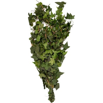 Hedera Helix Mini
