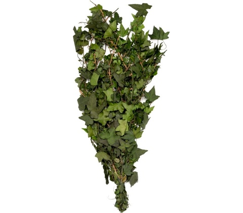 Hedera Helix Mini