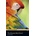 The Amazon Rain Forest + Mp3