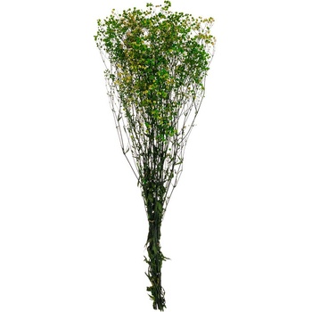 Gypsophila