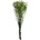 Gypsophila