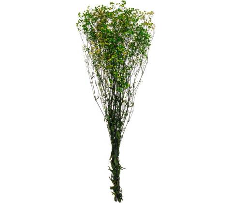 Gypsophila