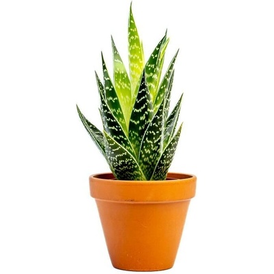 Gardners Aloe Tiki Tahi, průměr 8,5 cm Aloe
