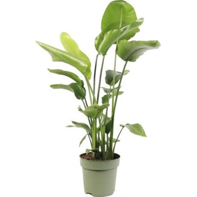 Strelície natalská FloraSelf Strelitzia Nicolai výška 110-120 cm květináč Ø 27 cm