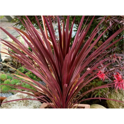Austrálska palma Red Star, výška 50-70 cm, kvetináč 17 cm