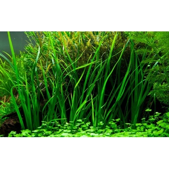 Cyperus helferi