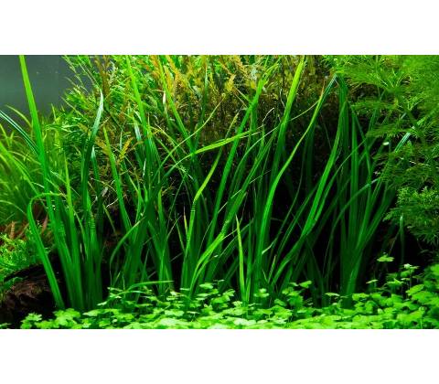 Cyperus helferi