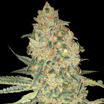 Advanced Seeds Bruce Banner semienka neobsahujú THC 1 ks