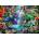 Bluebird Puzzle - Puzzle Tropical Hummingbirds - 500 piese